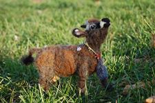 Chloe The Heifer
